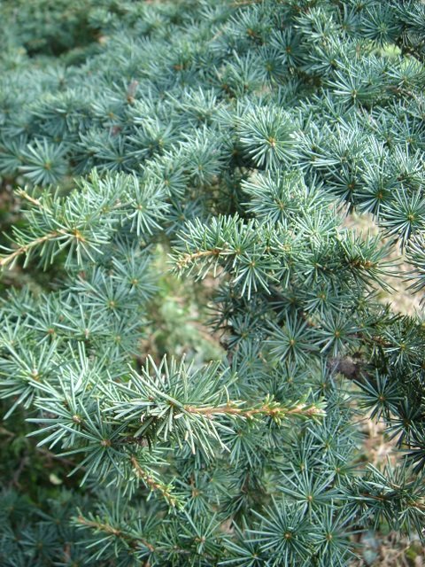 Cedrus brevifolia rameau 2